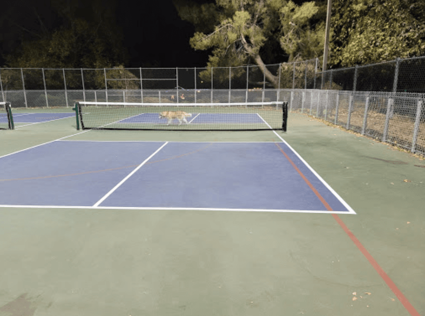 Wheeler Park pickleball courts